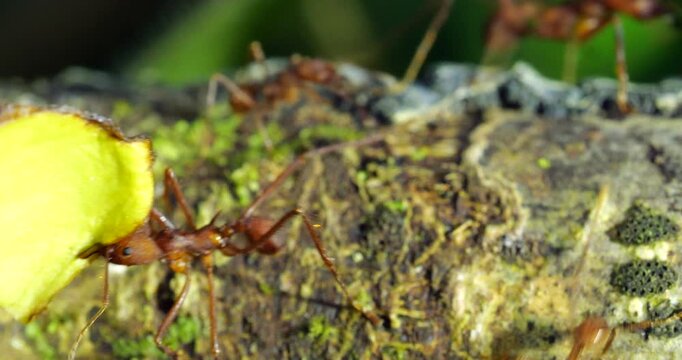 Leaf-cutter ants (Atta sp.) walking along a branch in the rainforest slow motion, Napo province, in the Ecuadorian Amazon.