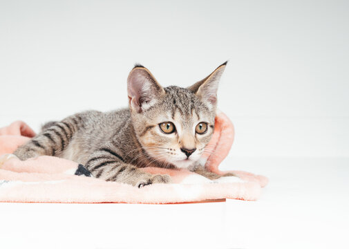 Shy kitten on blanket with gray background. Tabby cat crouching on blanket with worried or uneasy body language. Newly adopted or new pet. 3 months old, tabby cat, female short hair. Selective focus.