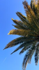 palm tree leaves © Ekaterina