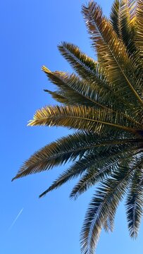 palm tree leaves