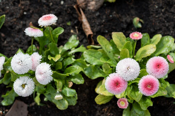 English daisy Bellis perennis Pomponette with pink and white double flowers growing in dark soil in Warsaw, Poland. Garden decorative plants in spring, top view, natural light. © Lina