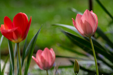 Fototapeta premium Darwin hybrid tulips red and pink garden flowers with soft spring background
