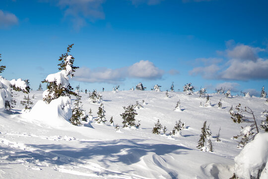 Snowy finnish tundra with frosted pines under blue sky