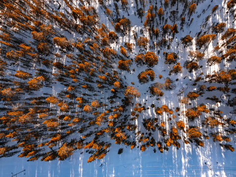 Aerial view of snowy Finnish forest with golden trees