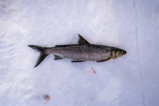 Fresh herring on ice in Finland winter fishing scene