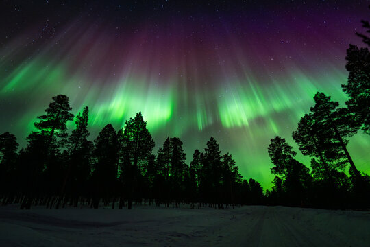 Aurora borealis over snowy pine forest in Finland night