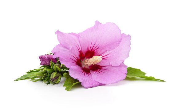 Beautiful pink hibiscus flower with buds isolated on a white background.