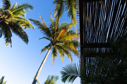 sea shell and palm trees, Vilankulos, Mozambique