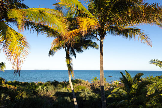 sea shell and palm trees, Vilankulos, Mozambique