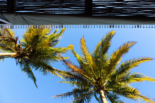 sea shell and palm trees, Vilankulos, Mozambique