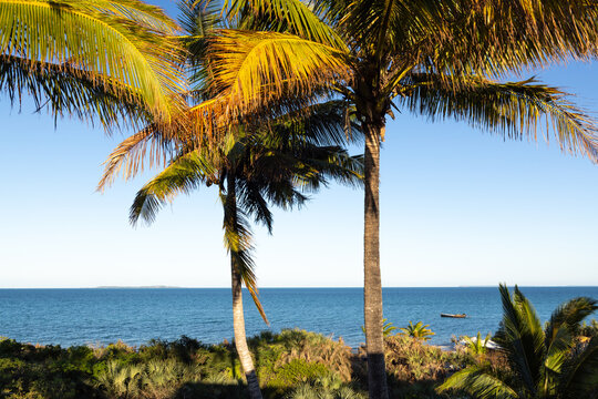 sea shell and palm trees, Vilankulos, Mozambique