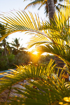 sea shell and palm trees, Vilankulos, Mozambique