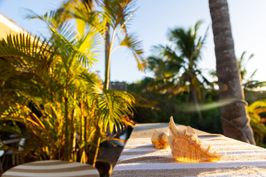 sea shell and palm trees, Vilankulos, Mozambique