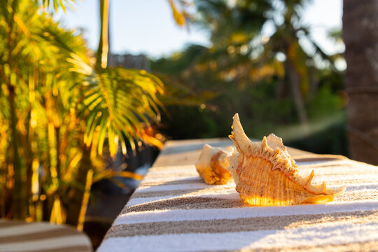 sea shells and palm trees, Vilankulos, Mozambique,Africa