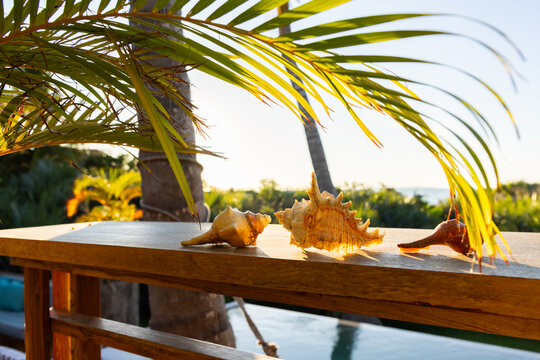 sea shells and palm fronds, Vilankulos, Mozambique, Africa