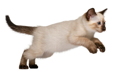 Adorable Siamese kitten with dark points, captured mid-jump, a cute young feline isolated PNG on transparent background, ideal for pet-related projects © Marie