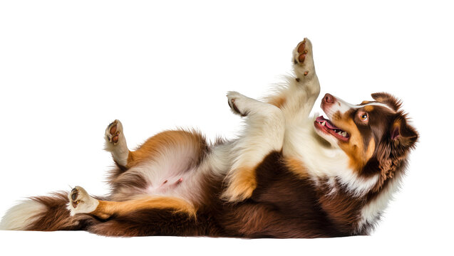 Playful Australian Shepherd dog lying on its back with paws up, a happy and energetic pet isolated on transparent background, perfect for animal-themed designs PNG