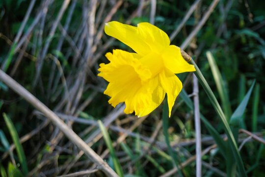 Gelbe Narzisse auf Wiese mit hohem Gras in der Natur bei Sonne am Morgen im Fr&uuml;hling