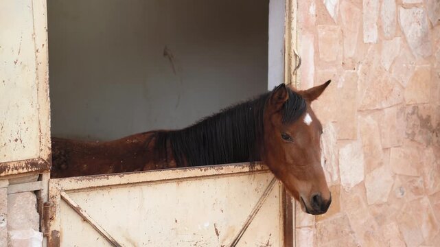 Young brown horse in stables box, head over metal door