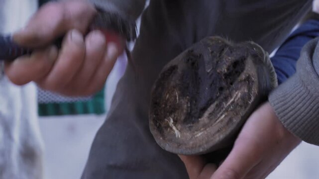 Farrier cleaning horse hoof with metal picker tool before installing new horseshoe, closeup detail
