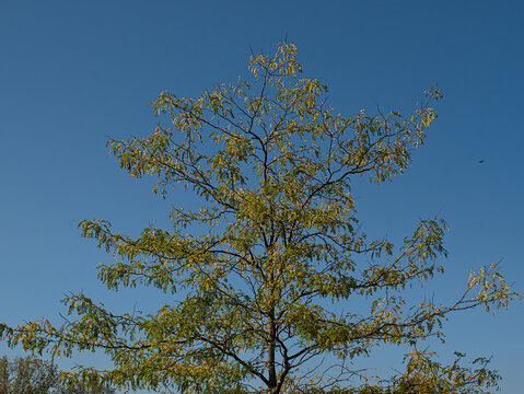 crest of a black lotus tree in early autumn green and yellow leafs on a clear blue sky