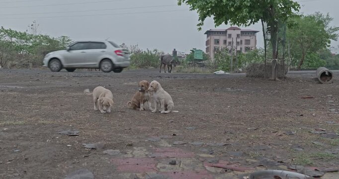 Happy street dogs are enjoying themselves, leaping and running freely, showing pure excitement and playful energy