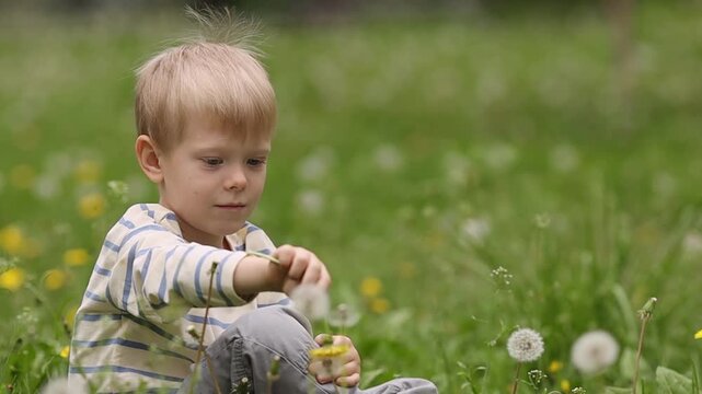 A blond boy sits on a green lawn, holding a yellow dandelion and touching white fluffy ones around him. Close-up, focus on hands and flowers, soft natural lighting.