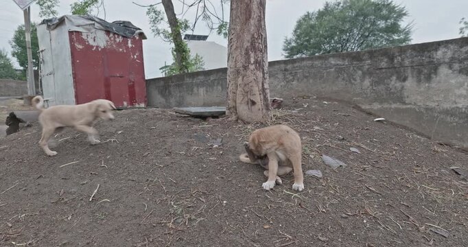 Happy street dogs are enjoying themselves, leaping and running freely, showing pure excitement and playful energy