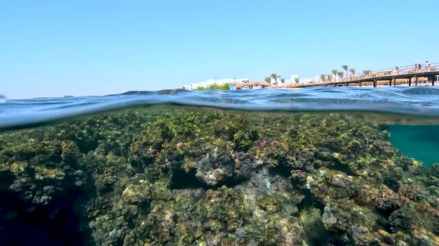 Snorkeling at Marsa Alam near vacation resort house reef, white spotted puffer fish swimming near corals