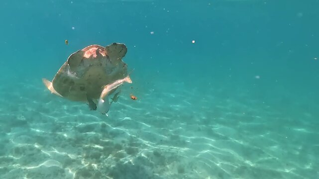 Snorkeling at Marsa Mubarak, Green sea turtle with remora or sharksucker fish on shell going down to sandy sea floor for seagrass feeding