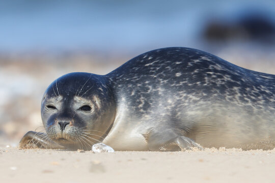 Seal on the beach Horsey
