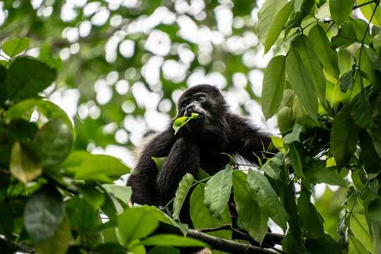 Howler monkey eating leaves in the trees
