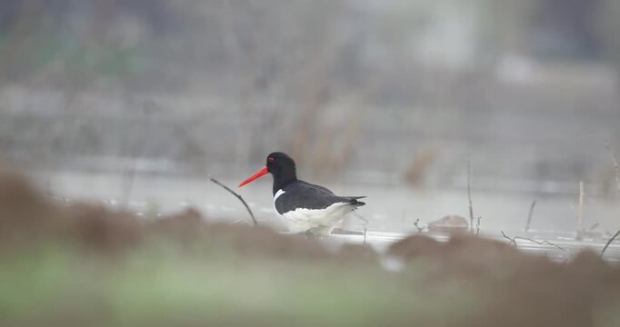 Eurasian Oystercatcher taken in Malatya T&uuml;rkiye.