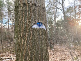 Drzewo pień drzewa malowane oko  © Marek