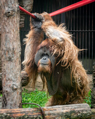 Strong orangutan hanging from a rope, demonstrating agility and physical strength in a zoo environment. © Dmitry