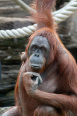 Expressive close-up portrait of an orangutan looking directly at the camera. Focus on face, eyes, and emotion. © Dmitry