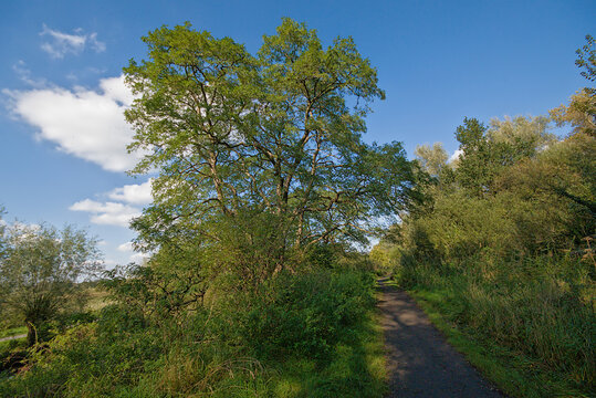 hiking trail along black locust and other trees on a sunny day with clear blue sky in Bourgoyen nature reserve, Ghent, Flanders, Belgium 