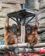 Two orangutans sitting together under a wooden platform, interacting calmly in a zoo enclosure with natural textures and ropes. © Dmitry