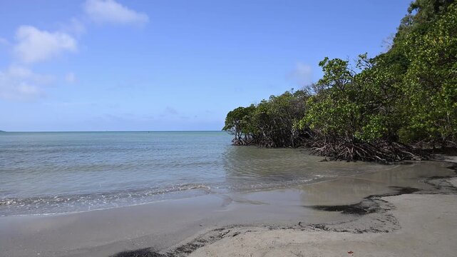 pristine Kulki Beach with turquoise waters and lush tropical mangroves of daintree rainforest near Cape Tribulation in Queensland, a popular travel destination in Australia.