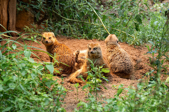 Golden mongooses resting and interacting in natural habitat
