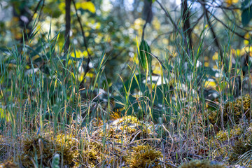 Forest floor with grass and moss in soft sunlight near Cotignac, Provence, France. Natural texture and bokeh background