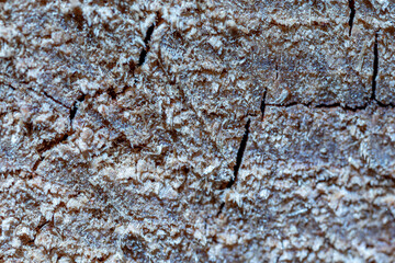 Macro texture of cracked decomposed wood with detailed fiber structure and natural brown tones. Organic abstract background featuring weathered timber surface and decay pattern