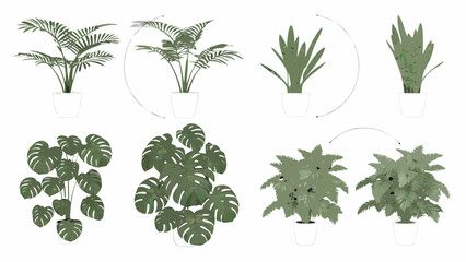 Collection of potted indoor plants arranged in a circular composition © Liton