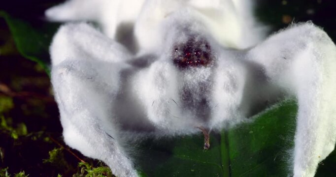 Dead wandering spider (family Ctenidae) completely covered in white fungal hyphae, possibly a Cordyceps fungus, Napo province, the Ecuadorian Amazon