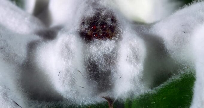 Dead wandering spider (family Ctenidae) completely covered in white fungal hyphae, possibly a Cordyceps fungus, Napo province, the Ecuadorian Amazon