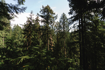 Fototapeta premium Dense evergreen coniferous forest with tall pine and fir trees