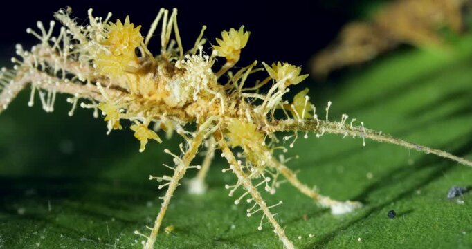 Cordyceps fungus parasitizing an insect, probably a cricket. The fungus alters the behaviour of its host so it dies in a high place optimum for spore dispersal. In Napo province, Ecuador
