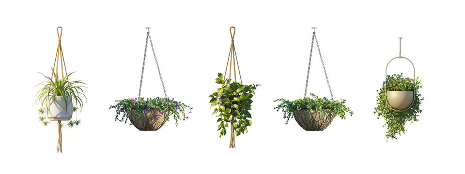 hanging plant pots (suspended planters, hanging baskets) isolated PNG on a transparent background premium nature cutout