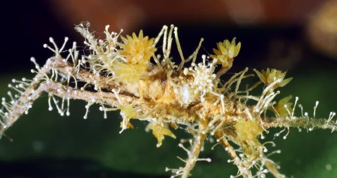Cordyceps fungus parasitizing an insect, probably a cricket. The fungus alters the behaviour of its host so it dies in a high place optimum for spore dispersal. In Napo province, Ecuador
