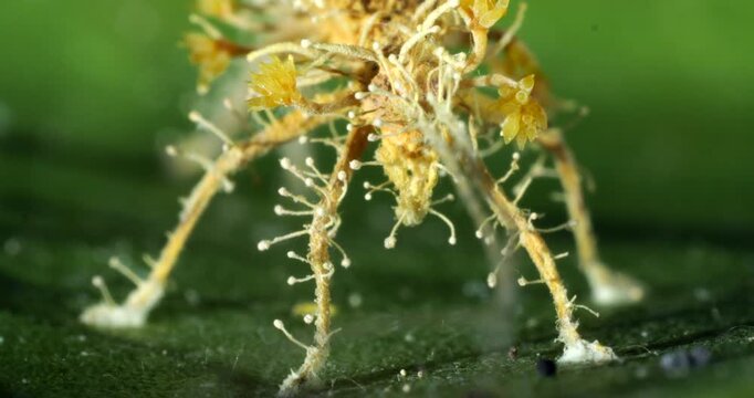 Cordyceps fungus parasitizing an insect, probably a cricket. The fungus alters the behaviour of its host so it dies in a high place optimum for spore dispersal. In Napo province, Ecuador
